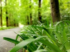 -上海滨江森林公园