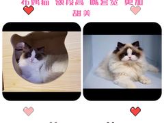 -青奢宠物·青奢猫舍