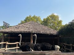 -上海野生动物园