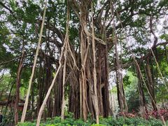 -西湖公园(鼓楼区)
