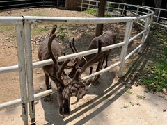 -大连森林动物园