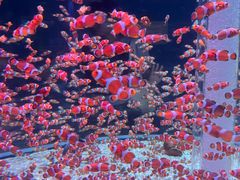 -海合安成都极地海洋公园