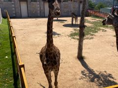 -西霞口神雕山野生动物世界