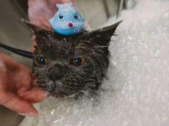 -PETKIT小佩宠物(古北店)