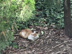 -青岛崂山太清宫