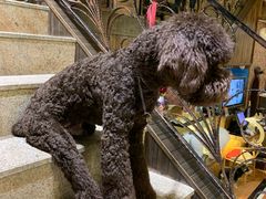 -more than meow吴止猫主题餐厅(承德 中船汇店)