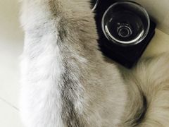 -1013 PET SHOP 宠物商店(近铁城市广场店)