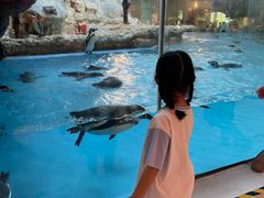 -帝企鹅自助餐厅•儿童岛•真企鹅(长隆企鹅酒店)