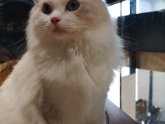 -瞄一喵猫咖(格力海岸店)