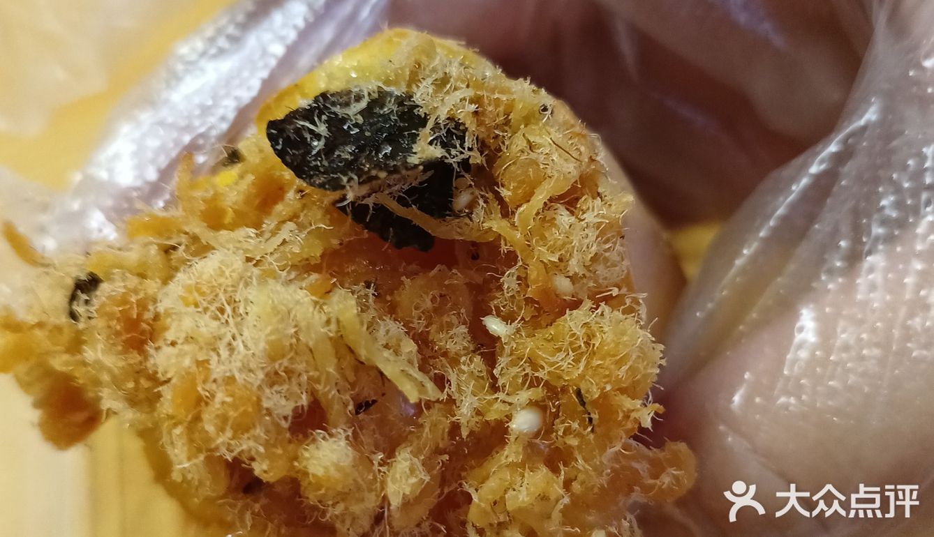 墨茉新品海苔松松