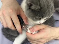 -达爱动物医院·犬猫分区·CT·复杂眼科(远洋山水分院)