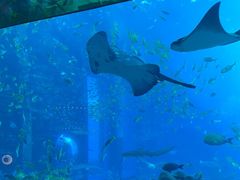 -亚特兰蒂斯•OSSIANO奥西亚诺海底餐厅