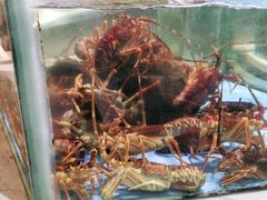 -旺顺阁海鲜广场(亚运村店)