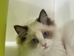 -青奢宠物·青奢猫舍