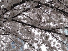 -西北湖绿化广场
