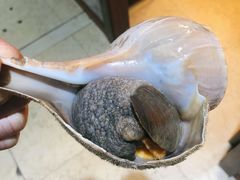 鲜活大响螺-金龙·打边炉(武进路店)