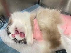 -艾吉宠物医院·疑难杂症转诊中心·猫友好(碧江路院)