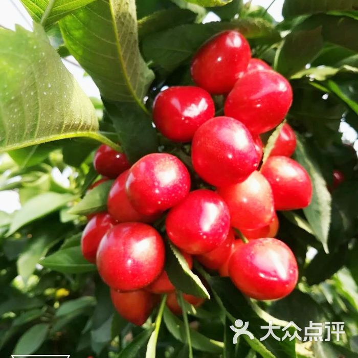 沈阳大樱桃采摘