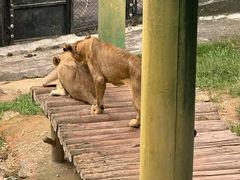 -深圳野生动物园