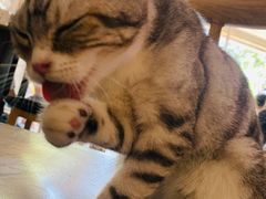 -平行世界·猫咖(首经贸店)