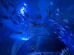 -太平洋海底世界