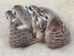 -秦皇岛野生动物园