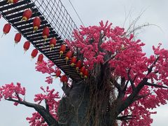 -天适樱花悠乐园