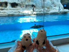 企鹅饭团-帝企鹅自助餐厅•儿童岛•真企鹅(长隆企鹅酒店)