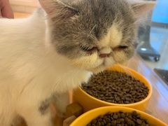 -momokira米努特·德文卷毛猫·棉花面纱犬