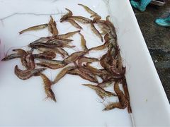 -马王堆海鲜水产市场