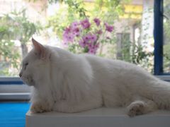 白咩-Anne猫窝咖啡屋