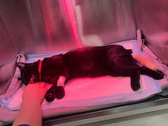 -萌兽医馆·犬猫专科·眼科中心·宠物医院(朝阳门分院)