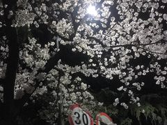 -武汉大学-樱园