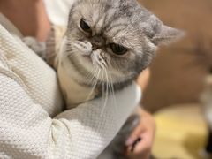 -楼上猫咖(罗湖店)
