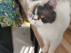 -平行世界·猫咖(首经贸店)