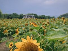 -良渚古城遗址公园