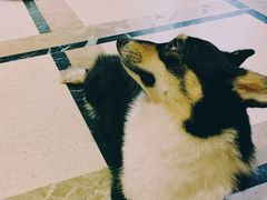 -猫色咖啡·猫咖
