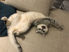 -City1+1城市比萨(国商卫星广场店)