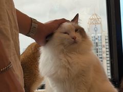 -有喵·猫咖·狗咖·30几只猫10只小狗(岗厦店)