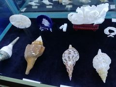 -贝壳梦幻世界