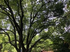 -杭州半山国家森林公园