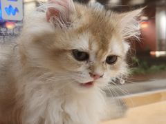 -帕帕拉兹宠物(亚洲旗舰店)