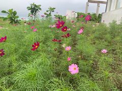 -七星潭蓝天广场