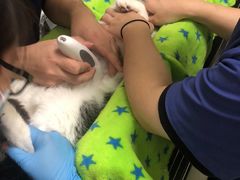 -凯特喵百思猫专科医院