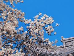 -龙华寺