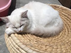 -瞄一喵猫咖(格力海岸店)