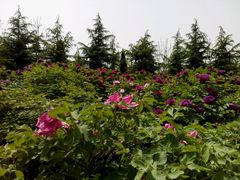 android_upload_pic-神州牡丹园