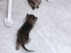 -More Fun猫咖 二十只万元加菲主题