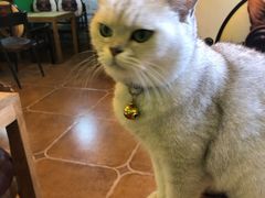 -李小姐の猫咖啡馆(五角场店)