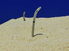 -上海海洋水族馆